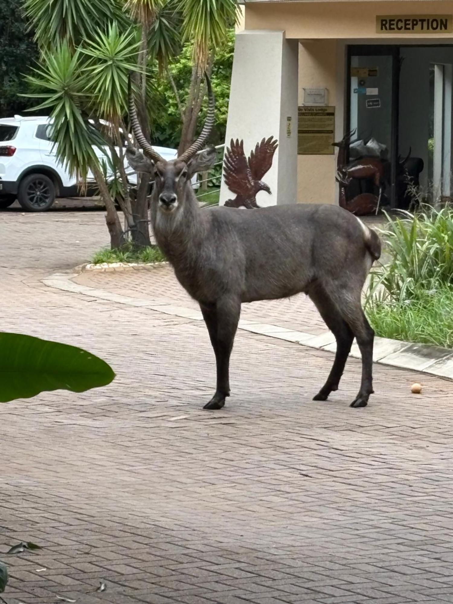Rio Vista Lodge Malalane Ngoại thất bức ảnh